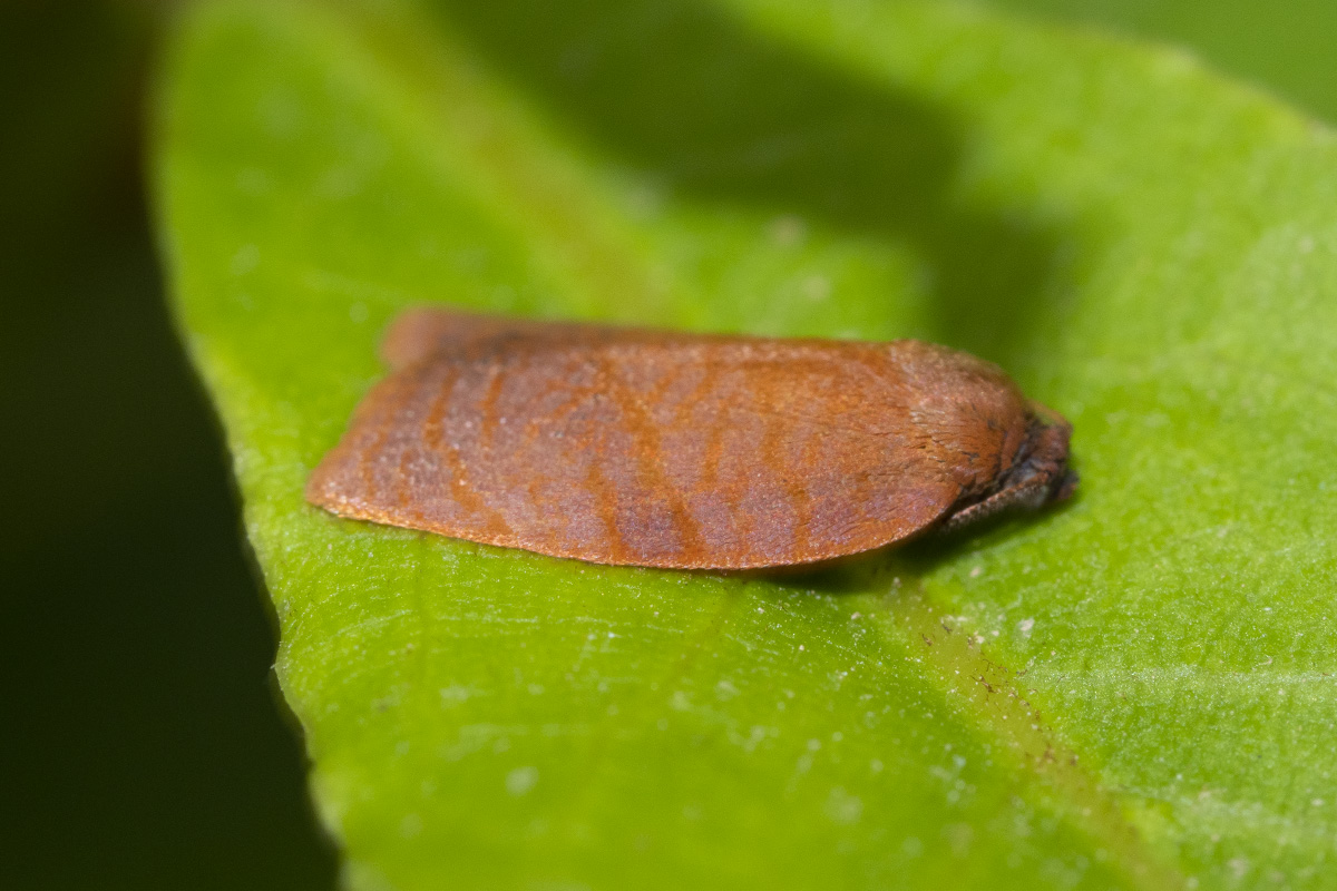 Tortricidae: Cacoecimorpha pronubana?  S, maschio